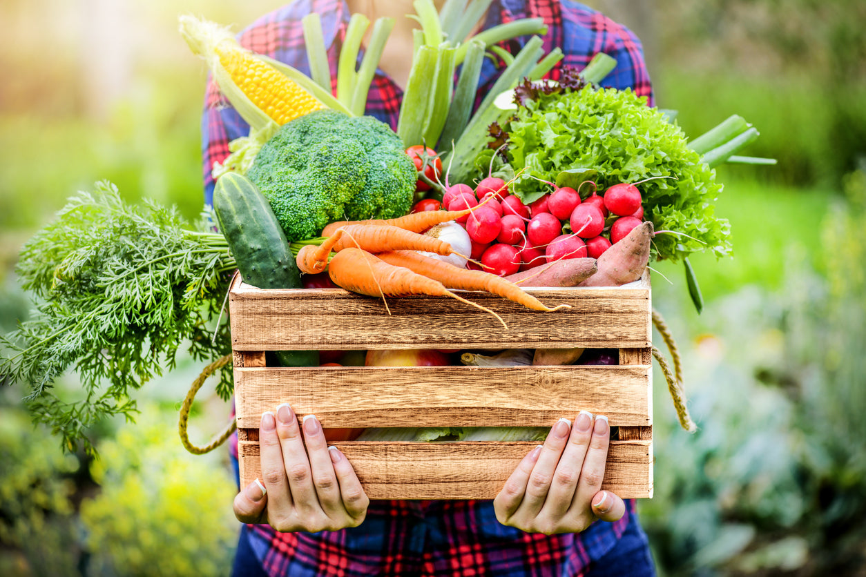 Comment planter des tomates et économiser 40% d'eau : le guide complet pour un potager généreux